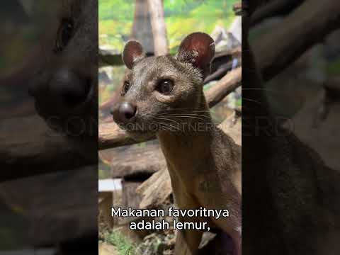 FAKTA UNIK FOSSA -  PREDATOR MISTERIUS DARI MADAGASKAR #faktaunik #fossa #madagascar #sonoflitnerd