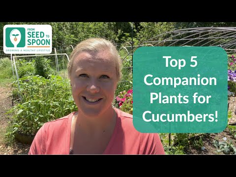 🌱 Cucumbers: Top 5 Companion Plants to Help Repel Pests & Improve Your Cucumber's Health!