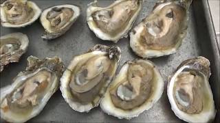 Clean and Cook Oysters Perfectly