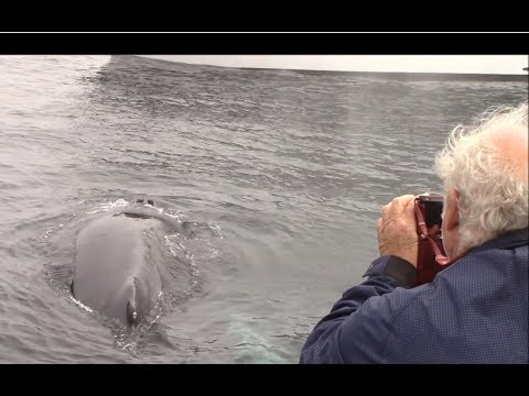 3.9.18 Friendly Humpback Whales & Gray Whales