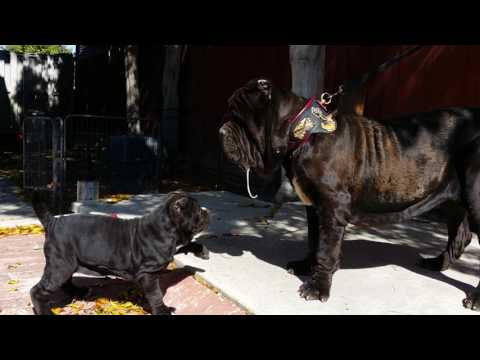 Neapolitan Mastiff puppies, Old World Mastinos