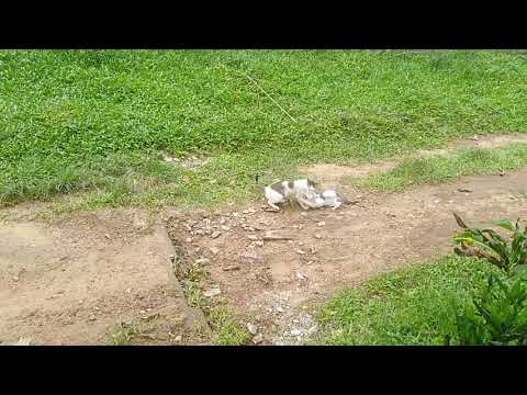 Loves Between two cats. | Motivation for Humans