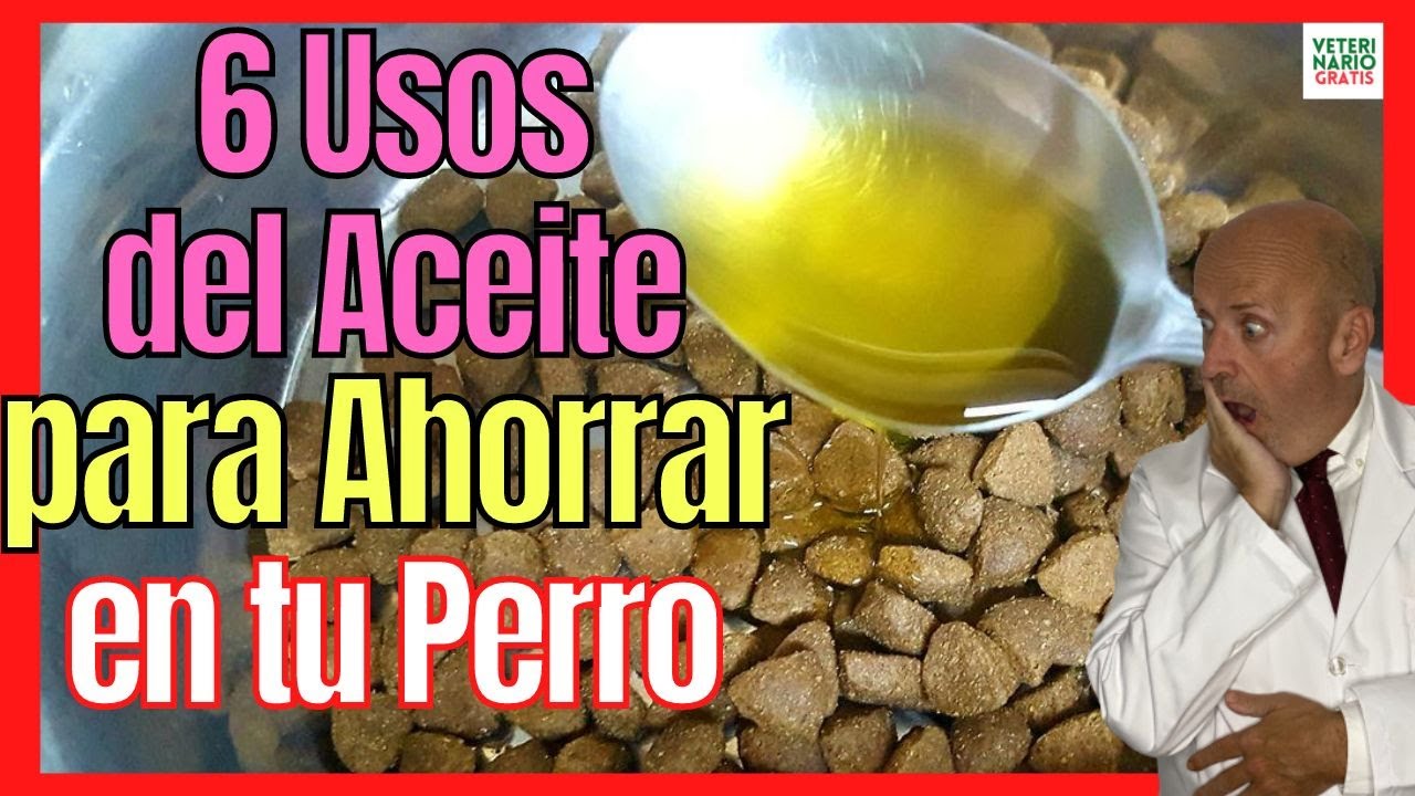 6 USOS DEL ACEITE DE OLIVA PARA PERROS 🫒 con SARNA, OTITIS o ESTREÑIMIENTO