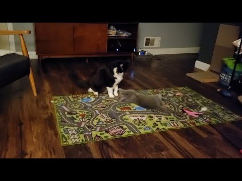 Todd and Henry Play Before Bed