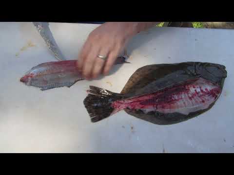 How to Catch, Clean and Cook Northern Florida Inshore Fish : 11 Steps -  Instructables