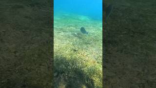Chasing Trigger Fish Underwater at Pipeline