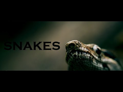 Landim x Zizisso KBA x Daw - Snakes