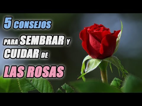5 CONSEJOS PARA SEMBRAR Y CUIDAR DE LAS ROSAS (TODO LO QUE NECESITAS SABER)