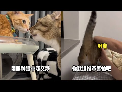 《大咪的眼神》#大咪和小咪的日常