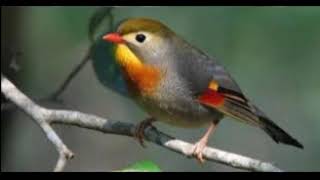 Download lagu PANCINGAN BURUNG ROBIN JUARA GACOR mp3 Download lagu PANCINGAN BURUNG ROBIN JUARA GACOR mp3