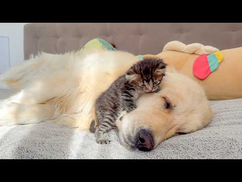 YouTube 썸네일