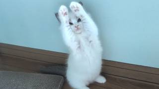 猫じゃらし遊び初心者がプロになるまで