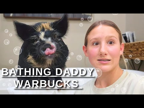 BATHING MY PIG?? FT. Daddy Warbucks, my HOUSE PIG!!