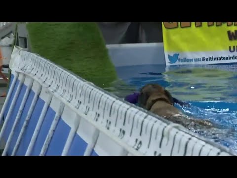 Michigan winter dog classic in Novi