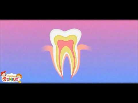 Our Teeth -Types \u0026 Structure - Kids School Education Video