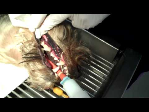 Pet Stop Vet Clinic Doggie Dental Cleaning