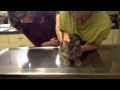 Psycho Light Gray Tabby Cat Beats Up Vet