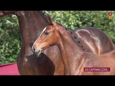 33 CAPTAIN COOL - HF v. Comme il faut-Gaillard de la Pomme - Fohlenauktion Riedlingen 2020