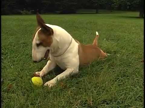 Miniature Bull Terrier - AKC Dog Breed Series