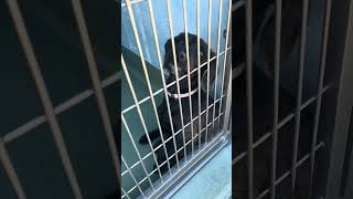 Video preview image #1 Mutt Puppy For Sale in Pasadena, CA, USA