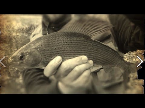 How to fly fish for Grayling