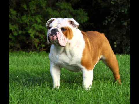 Video thumbnail for Suck a Bulldog’s Dick