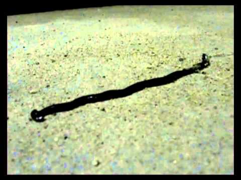 HammerHead Slug (Bipalium kewense) Video 2