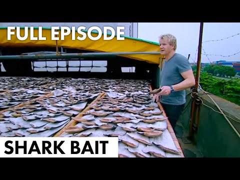 Gordon Uncovers Inhumane Shark Harvesting | Shark Bait