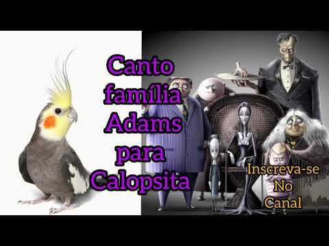 Canto família Adams para Calopsita (assobio de calopsita) deixe sua calopsita cantando família Adams