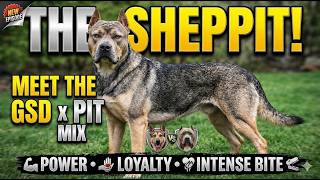 Meet the Sheppit — German Shepherd  Pitbull Mix in 2 Minutes