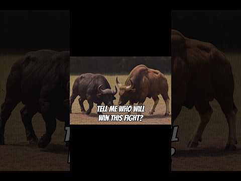 Indian Gaur vs Cape Buffalo  #indiangaur #capebuffalo #fight