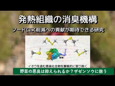 【農学部】野菜の悪臭は抑えられるか？ザゼンソウに倣う