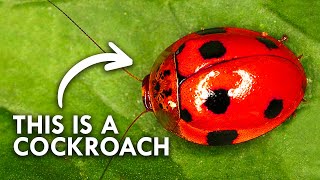 Cockroaches Are Cuter Than You Think