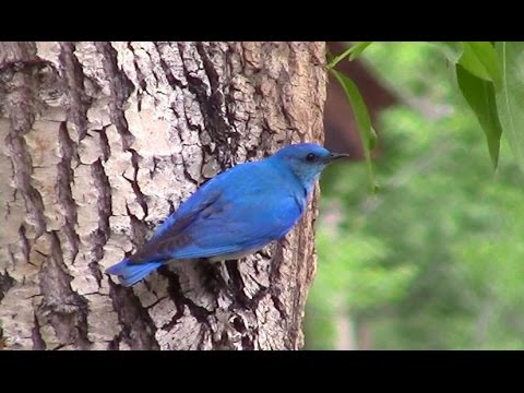 Salašník horský (Sialia currucoides) — správanie, biotop a hlas