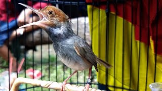 Download lagu Suara Prenjak Kepala Merah Jantan GACOR | Pancingan AMPUH Untuk MIKAT Burung Pernjak Liaran Di Alam mp3