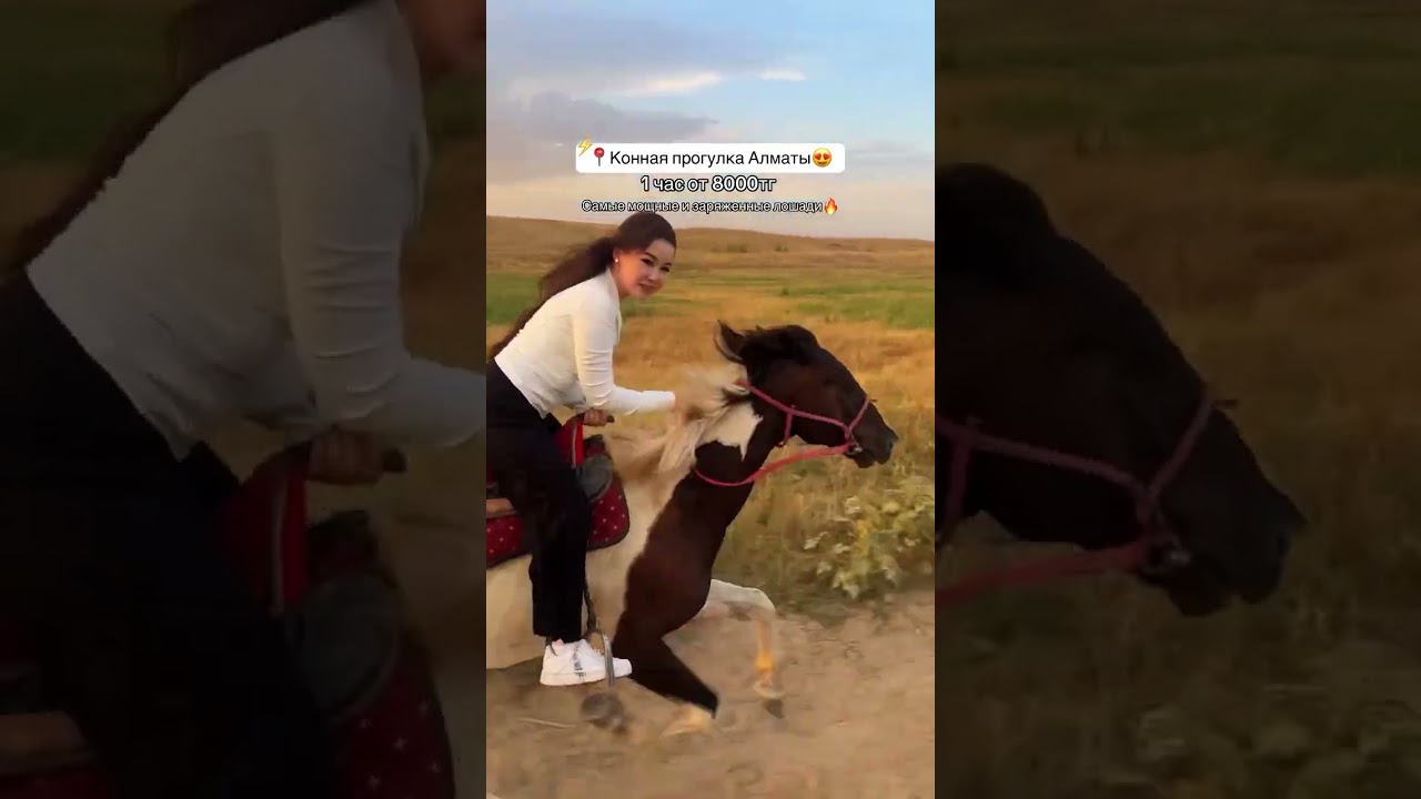 THE MOST POWERFUL HORSES IN ALMATY 🐎🔥#Shorts