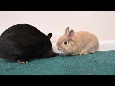 Bunny asserting dominance.