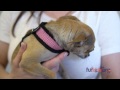 Meet Emma the Chihuahua - Awaiting Surgery at ...