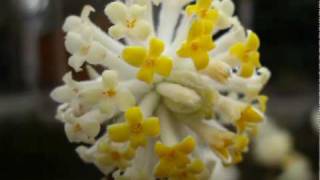 AIR "Mike Mills" (version acoustique)