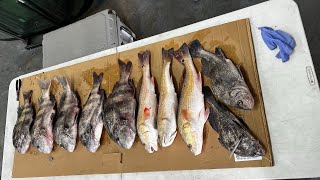 Baytown Tx **BIG SHEEPSHEAD**The bite is on!!