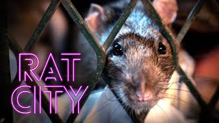 RAT CITY | Broadcast Trailer