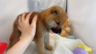 柴犬の動画01