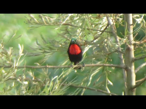 Nektárovka červenoprsá (Chalcomitra senegalensis) — správanie, biotop a hlas