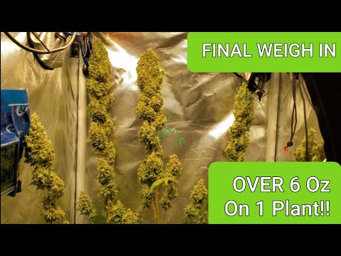 YouTube video about: What does a 1 ounce plant look like?