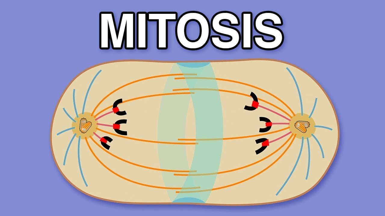 MITOSIS, CYTOKINESIS, AND THE CELL CYCLE