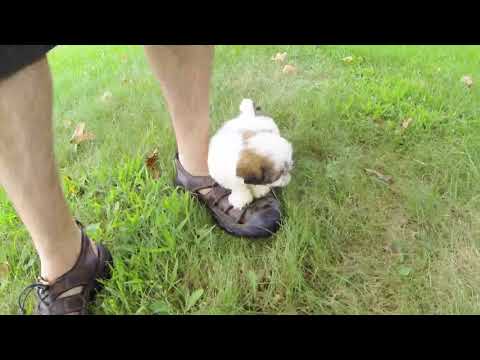 Brigette the adorable Shichon puppy