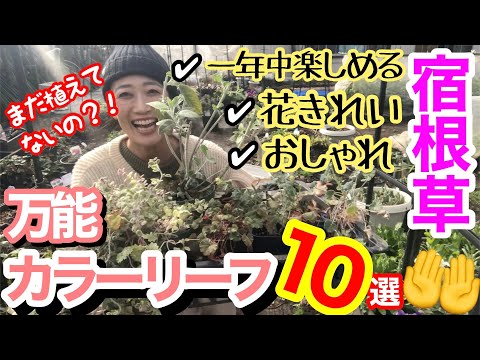 園芸 グリーンリーフエルサレムセージ、スライムフロミス、エルサレムスライムセージ