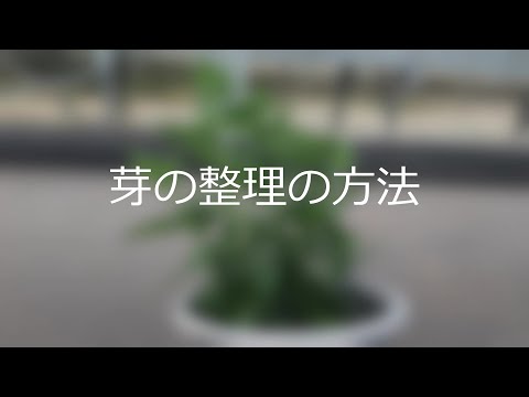 園芸 菊の栽培と手入れ