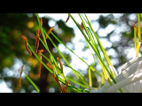 Cinamatic Video of Lily Flower 🎥 || Cinamatic Background music NO COPYRIGHT !!!