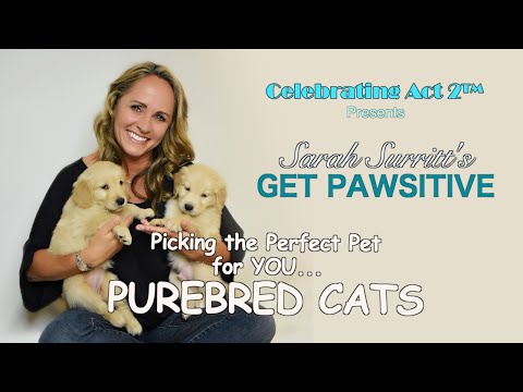 Picking The Perfect Pet: Purebred Cats